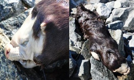 O monstro de  Kitchenuhmaykoosib 