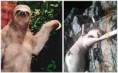 O Monstro do Panamá (falso extraterrestre)